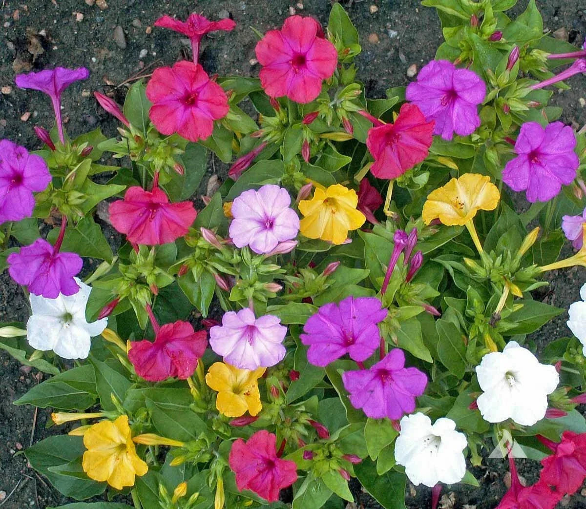 Four O’Clock Seeds - 25 Non-GMO Perennial Flower Mix in Pink, Red, Yellow, White - Mirabilis jalapa