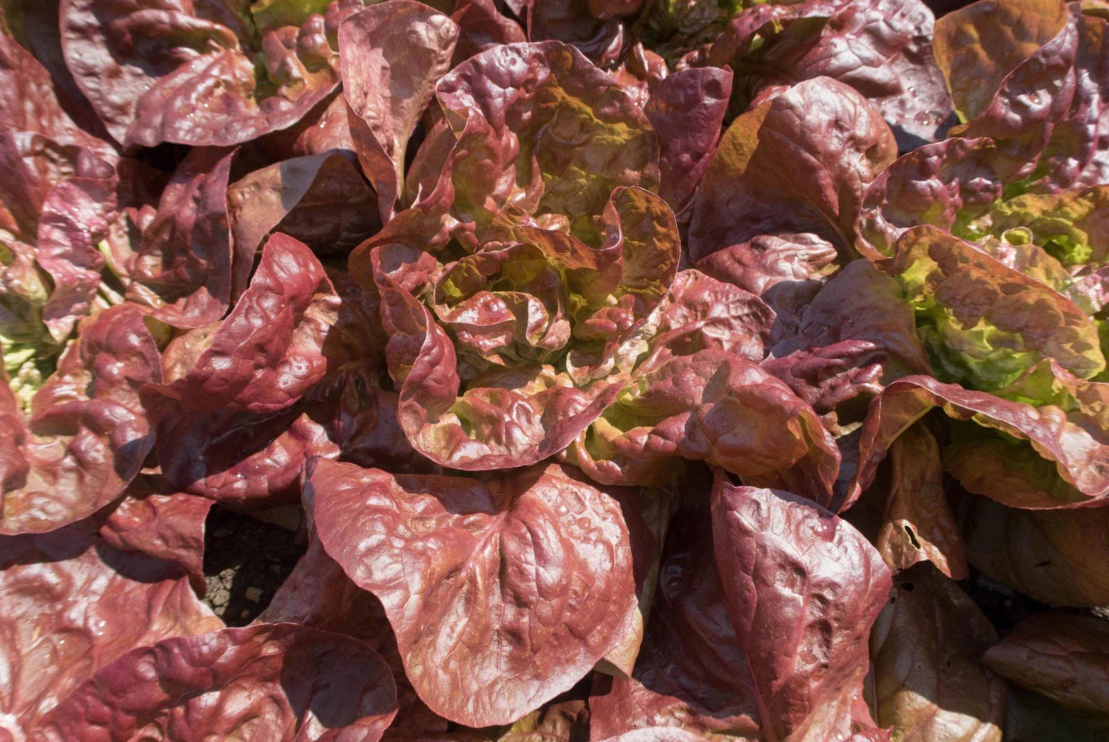 Marvel of Four Seasons Lettuce Seeds - Non-GMO Heirloom Leaf Lettuce Seeds for Home Gardening Lactuca sativa