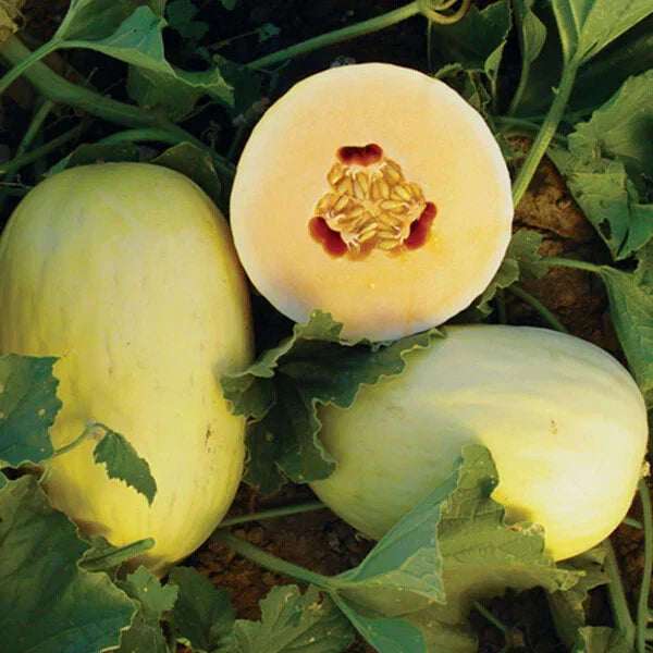 Crenshaw Melon Seeds - Heirloom Non-GMO, Cucumis melo, Premium Quality for Home Gardeners