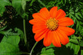 Torch Tithonia rotundifolia Seeds - Mexican Sunflower, 50+ Seeds, Bright Orange Flowers, Butterfly Attractant, Drought Tolerant