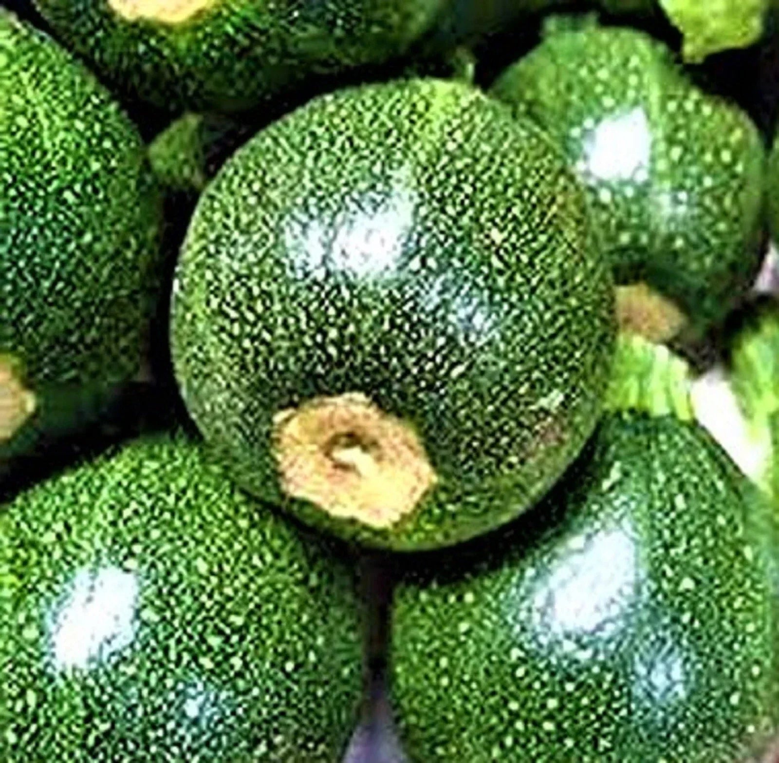 Round Zucchini Seeds – 20 Non-GMO Cucurbita pepo Vegetable Seeds for Home Garden, Container Gardening