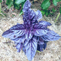 Purple Dark Opal Basil Seeds - Heirloom Culinary Herb for Gardens - 50+ Seeds - Ocimum basilicum Dark Opal
