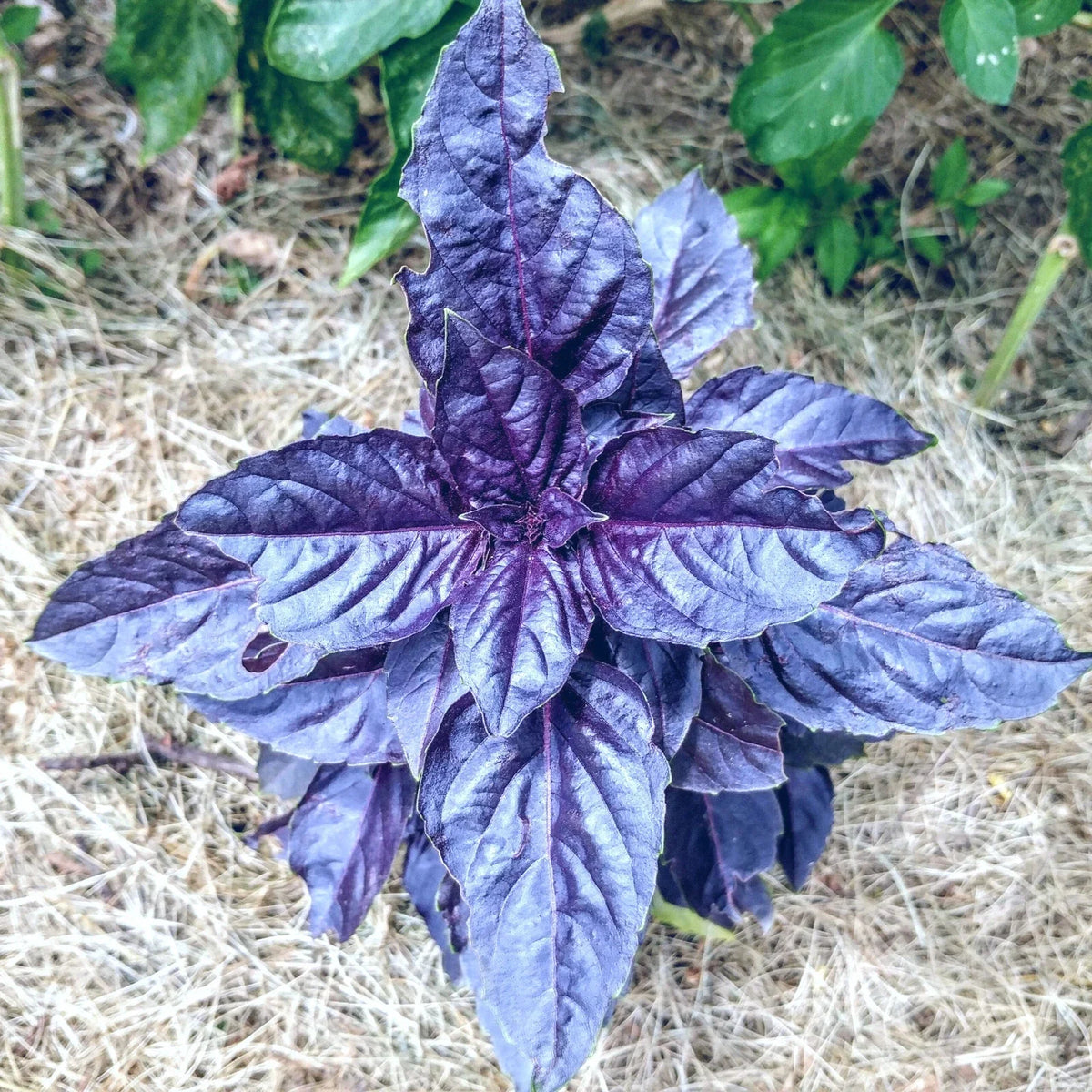 Purple Dark Opal Basil Seeds - Heirloom Culinary Herb for Gardens - 50+ Seeds - Ocimum basilicum Dark Opal