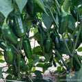 Capitan F1 Hot Pepper Seeds - 25+ Capsicum annuum for Garden, Indoor & Pot Planting, Spicy Peppers, Non-GMO Seed Pack
