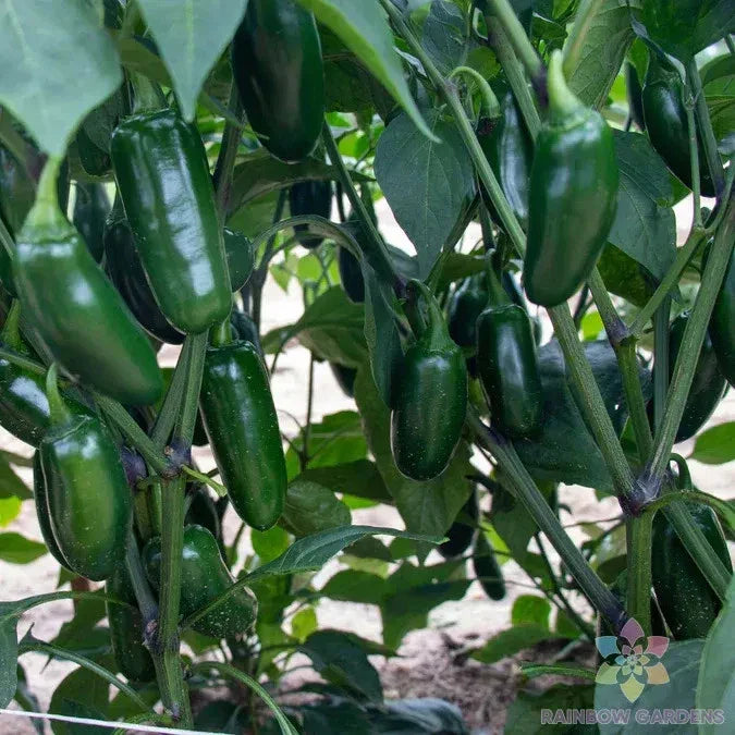 Capitan F1 Hot Pepper Seeds - 25+ Capsicum annuum for Garden, Indoor & Pot Planting, Spicy Peppers, Non-GMO Seed Pack