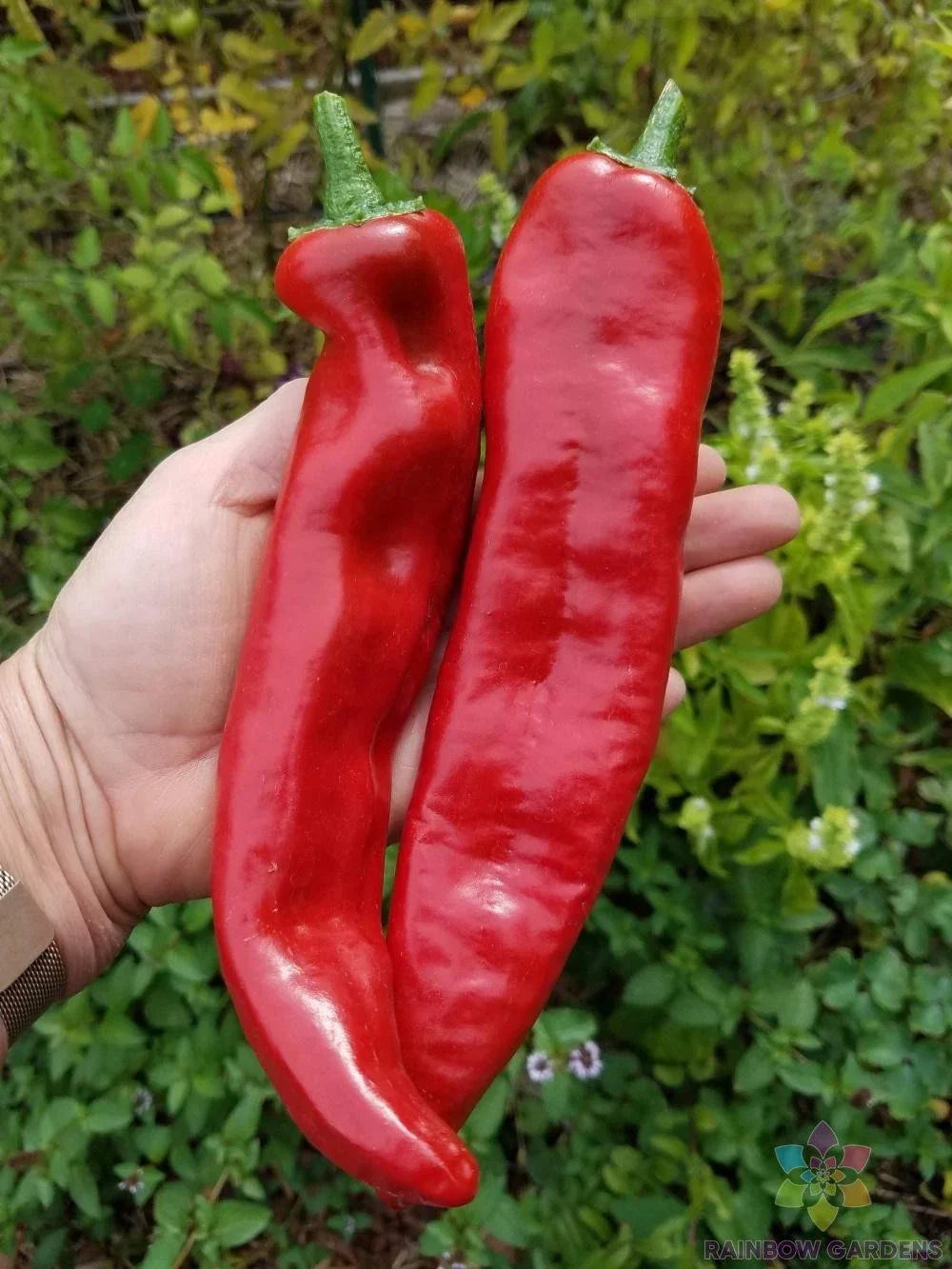 Guajillo Chile Hot Pepper Seeds - 25+ Pack, Capsicum annuum, Spicy Culinary Peppers for Garden Planting, USA