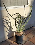 Cylindropuntia Arbuscula Arizona Pencil Cholla Live Cactus Cutting for Garden