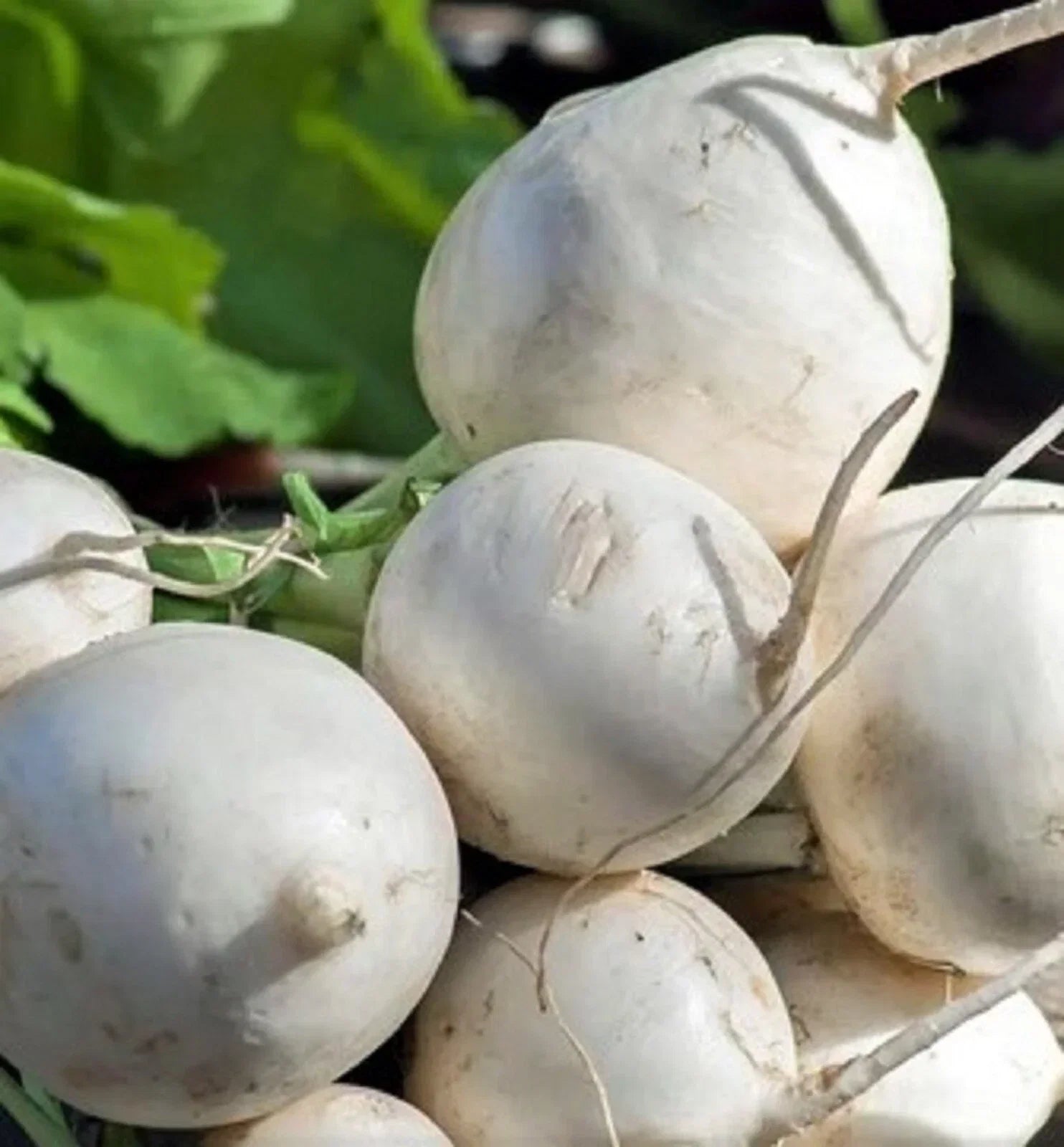 Seven Top Turnip Seeds Pack | Non-GMO Brassica rapa var. rapa for Home Gardening | Edible Greens & Roots, 500+ Seeds