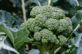 Broccoli Seeds - 800+ Count Waltham 29 Variety Brassica oleracea Vegetable Seed Packet