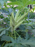 Organic Heirloom Okra Seeds - Abelmoschus esculentus, NON-GMO, Heirloom, Packaged Seeds for Container & Garden Planting