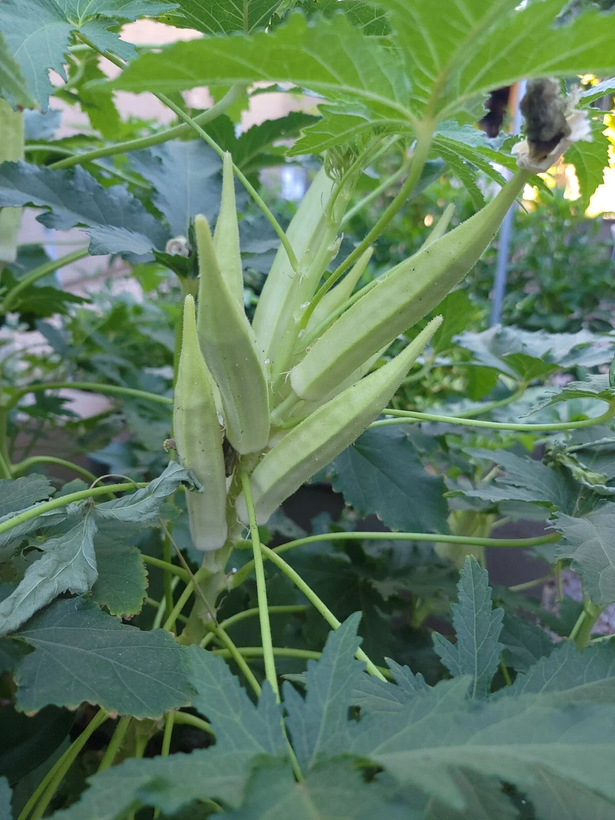 Organic Heirloom Okra Seeds - Abelmoschus esculentus, NON-GMO, Heirloom, Packaged Seeds for Container & Garden Planting