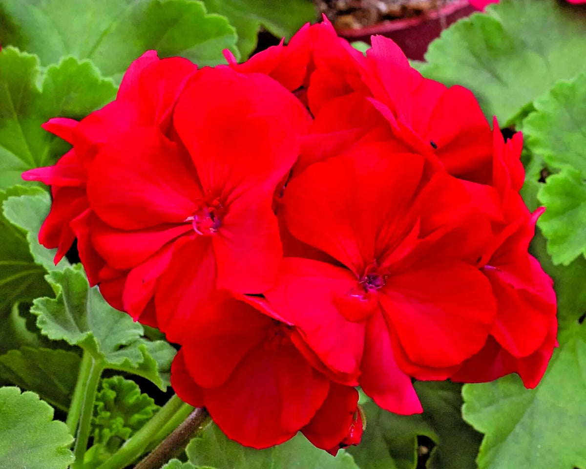 Geranium Cuttings 6" Pelargonium x hortorum Red Live Flower Plant, Heat Tolerant, Rebloomer, Unrooted Propagation Cuttings