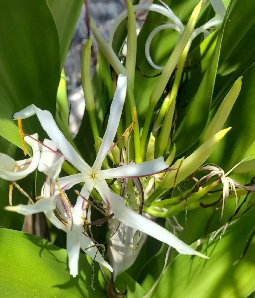 Crinum Lily Live Plant – Variegated Giant White Spider Lily (Asiaticum) – Clumping, Low Maintenance Garden Flower