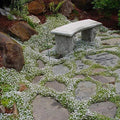 Summer Snow Exotic Flower Seeds Pack | 250+ Seeds for Garden Borders & Containers | Made in USA