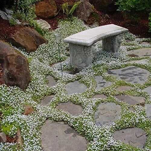 Summer Snow Exotic Flower Seeds Pack | 250+ Seeds for Garden Borders & Containers | Made in USA