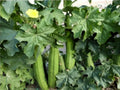 Loofah Sponge Gourd Seeds – Organic Heirloom Luffa aegyptiaca, Climbing Vine, Non-GMO Gardening Supplies, Edible & Natural Sponges