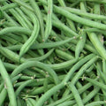 Stringless Green Bean Seeds - Non-GMO Phaseolus vulgaris, Bush Variety, Fresh Eating, Canning, Freezing