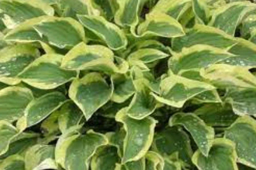 Hosta Pilgrim Perennial Plant - Shade Garden Hosta Ventricosa - Variegated Foliage, Low Maintenance, Clumping, Hardy Zone 3-9