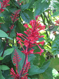 Fire Spike Red Rooted Starter Plant, Odontonema strictum, Vibrant Red Flowers, Attracts Hummingbirds, Garden & Indoor Use