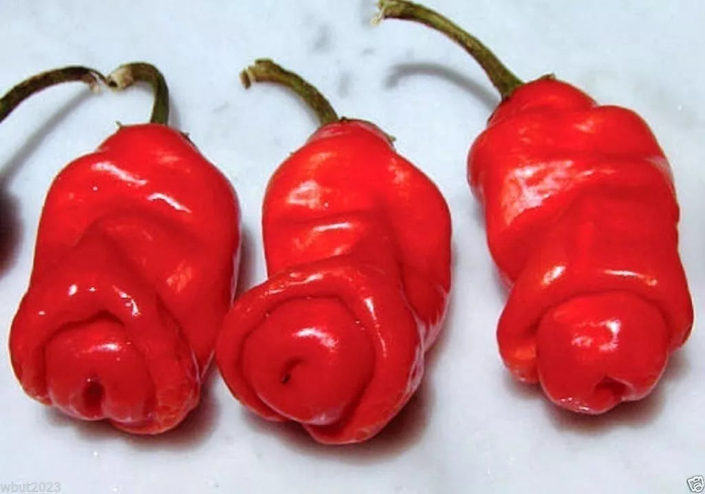 Peter Red Chili Pepper Seeds - Capsicum annuum, Heirloom Hot Pepper Seeds, Unique Penis Pepper Variety, Spicy Culinary Garden Plant