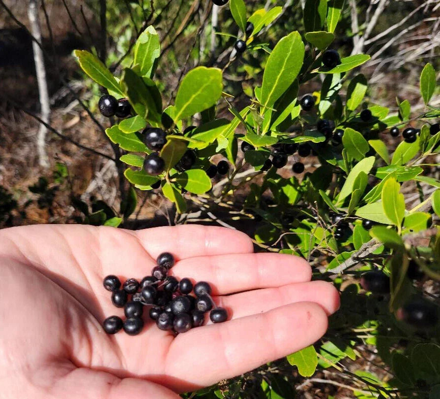 Inkberry Seeds 25 Pack Ilex Glabra Florida Native Evergreen Shrub Wild Plant Seeds