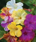 Mixed Four O'clock Flower Seeds, Perennial Varieties, Colorful Blooms, Mirabilis jalapa
