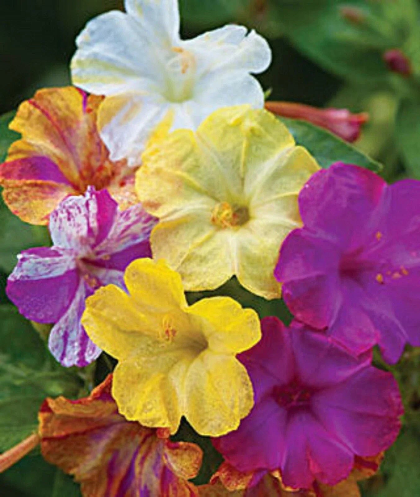Mixed Four O'clock Flower Seeds, Perennial Varieties, Colorful Blooms, Mirabilis jalapa