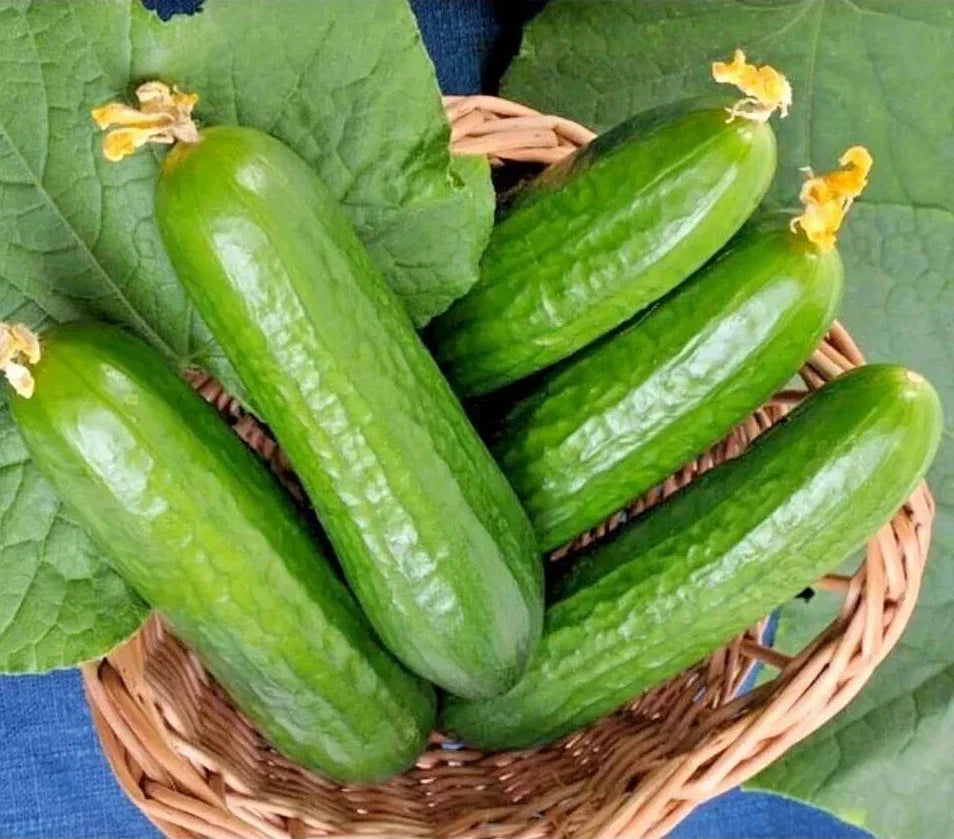 Organic Heirloom Muncher Cucumber Seeds - Non-GMO, 50+ Fresh Cucumis sativus for Home Garden, Container & Raised Bed Cultivation