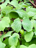 Twin Leaf Plant Bareroot 5-Pack | Jeffersonia diphylla Perennial Wildflower for Shade Gardens