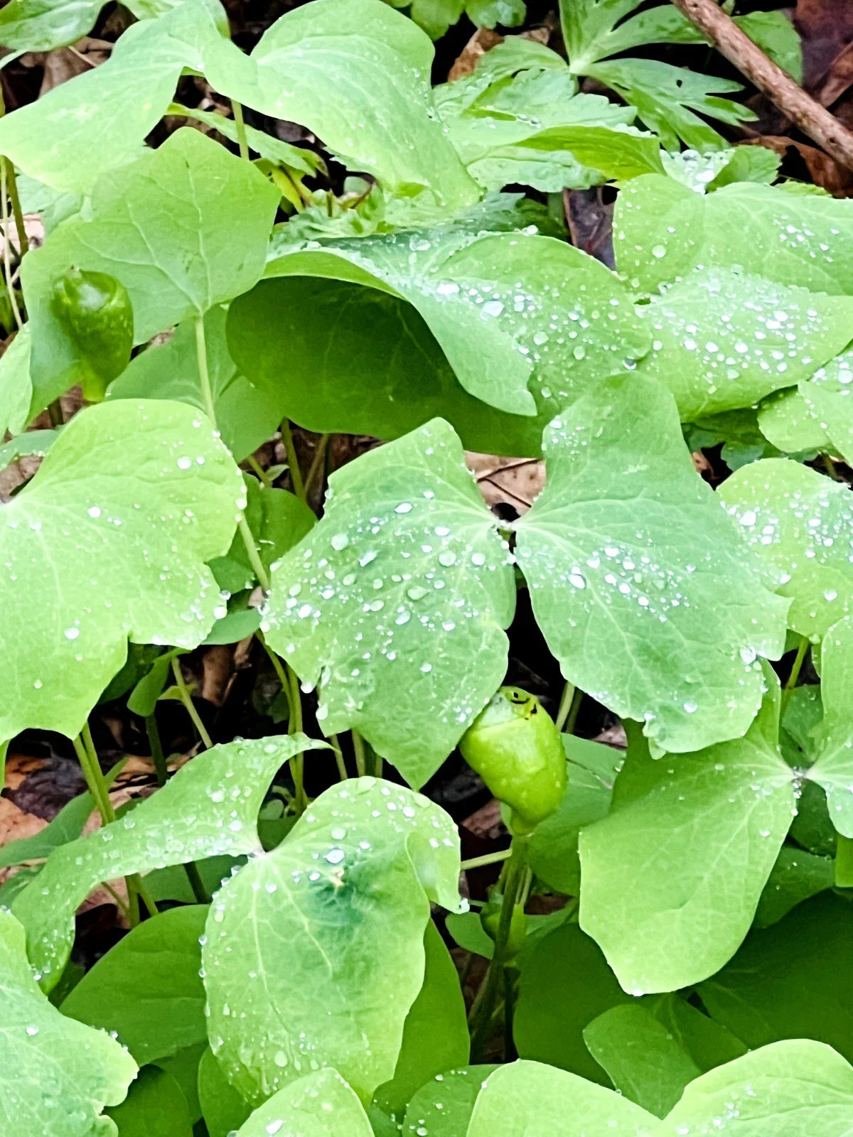 Twin Leaf Plant Bareroot 5-Pack | Jeffersonia diphylla Perennial Wildflower for Shade Gardens