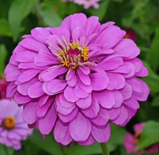 Zinnia Seeds 200 Count Lavender Double Butterflies Zinnia elegans Pollinator Garden Flowers