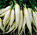 White Icicle Radish Seeds – Non-GMO, Fast Growing, Crisp Flavor, Raphanus sativus, 200+ Seeds for Garden & Containers