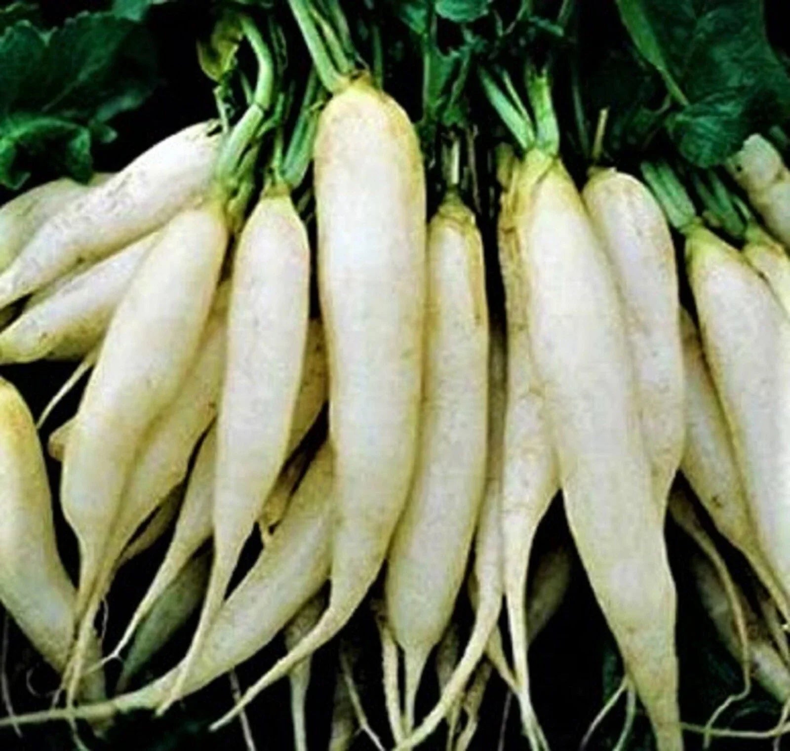 White Icicle Radish Seeds – Non-GMO, Fast Growing, Crisp Flavor, Raphanus sativus, 200+ Seeds for Garden & Containers