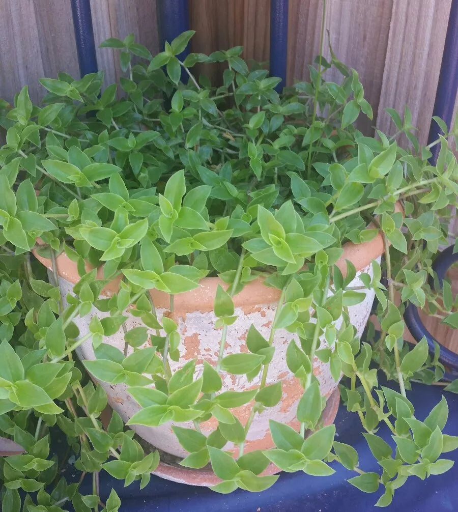 Callisia Cordifolia Green Trailing Wandering Jew Plant - Indoor Houseplant, Low Maintenance, Trailing Vines
