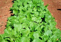 Heirloom Turnip Seeds Seven Tops Variety – Brassica rapa, Cold Hardy Greens, Vegetable Seeds for Spring & Fall Gardening
