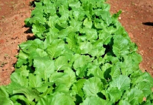 Heirloom Turnip Seeds Seven Tops Variety – Brassica rapa, Cold Hardy Greens, Vegetable Seeds for Spring & Fall Gardening