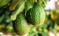 Organic Avocado Tree Seeds - 2 Fresh Persea americana Indoor Houseplant, Fruit-Bearing Gardening Supplies