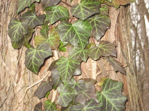 Live English Ivy Cuttings with Roots – Hedera helix – Climbing Groundcover for Indoor & Outdoor Planting