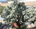 Crassula arborescens Silver Dollar Jade Succulent Cuttings - 10 Pack, Easy Care Indoor Plant, Drought Tolerant, Succulent for Home Decor
