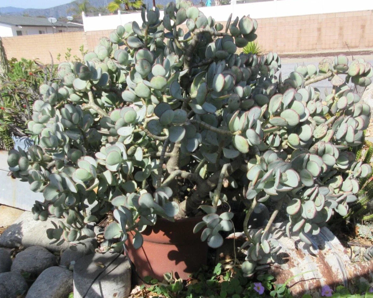 Crassula arborescens Silver Dollar Jade Succulent Cuttings - 10 Pack, Easy Care Indoor Plant, Drought Tolerant, Succulent for Home Decor