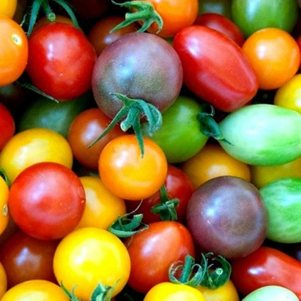 Rainbow Cherry Tomato Seeds - 100 Count, Colorful Fruit, Solanum lycopersicum, Compact Growth, Easy to Grow