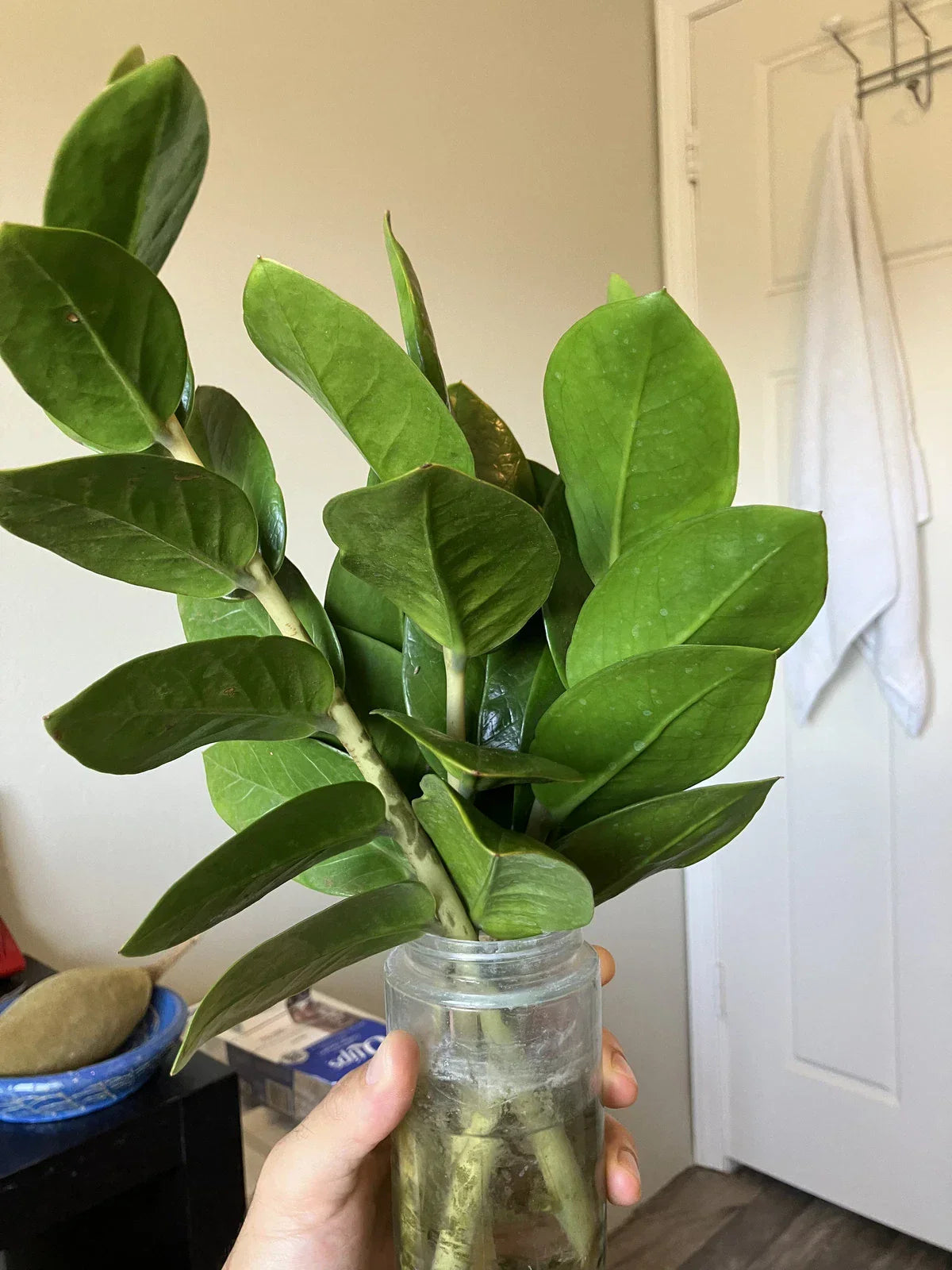 Zamioculcas zamiifolia Cuttings - 4 Pack, ZZ Plant Propagation, Easy Care Indoor Plant, Low Light Tolerance, Glossy Leaves