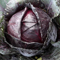 Red Acre Cabbage Seeds – Non-GMO Heirloom Vegetable Seeds for Home Garden, Brassica oleracea var. capitata, Compact Growth