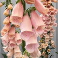 Apricot Beauty Foxglove Seeds | Digitalis purpurea 'Apricot Beauty' | Non-GMO Flower Seeds for Borders & Pollinator Gardens