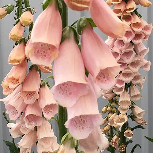 Apricot Beauty Foxglove Seeds | Digitalis purpurea 'Apricot Beauty' | Non-GMO Flower Seeds for Borders & Pollinator Gardens