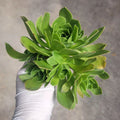 Aeonium Arboreum Cluster Cutting - Succulent No Roots - Aeonium Arboreum cv