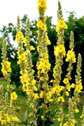 Great Mullein Seeds - 50 Heirloom Non-GMO Verbascum thapsus for Wildflower Gardens & Borders
