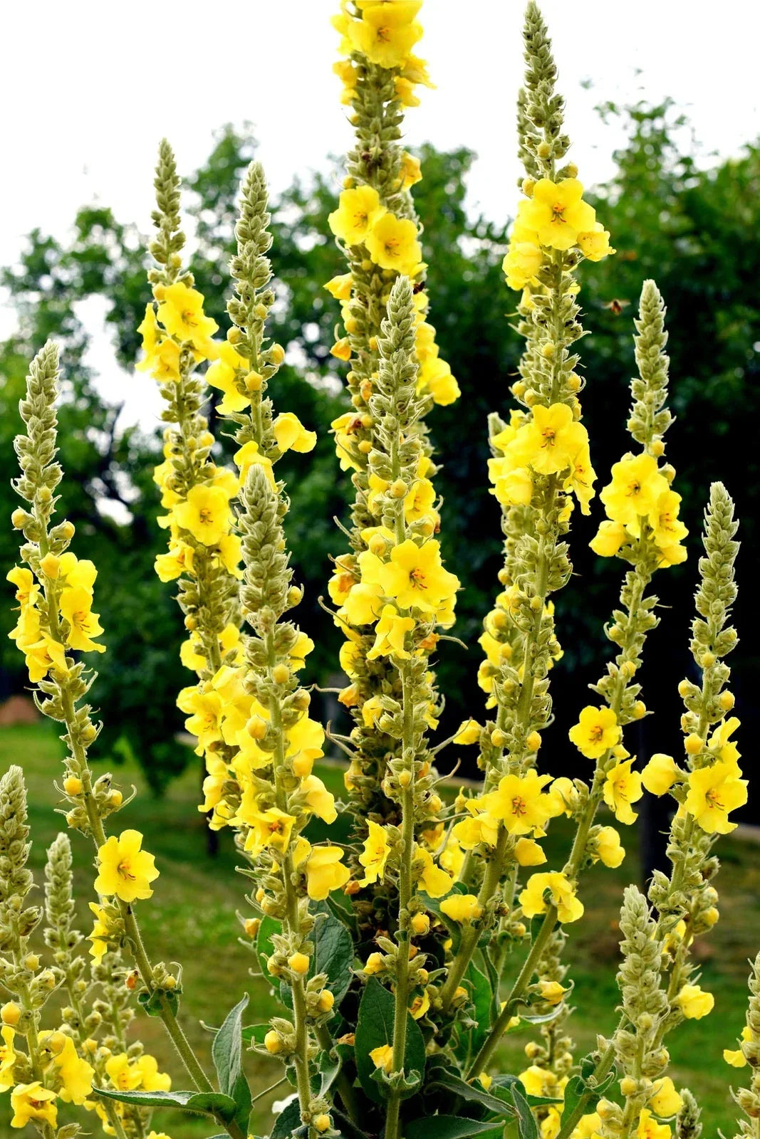 Great Mullein Seeds - 50 Heirloom Non-GMO Verbascum thapsus for Wildflower Gardens & Borders