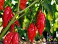 Hot Paper Lantern Pepper Seeds - Capsicum chinense - 25+ Seeds for Garden, Container, and Raised Beds