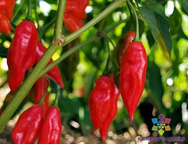 Hot Paper Lantern Pepper Seeds - Capsicum chinense - 25+ Seeds for Garden, Container, and Raised Beds